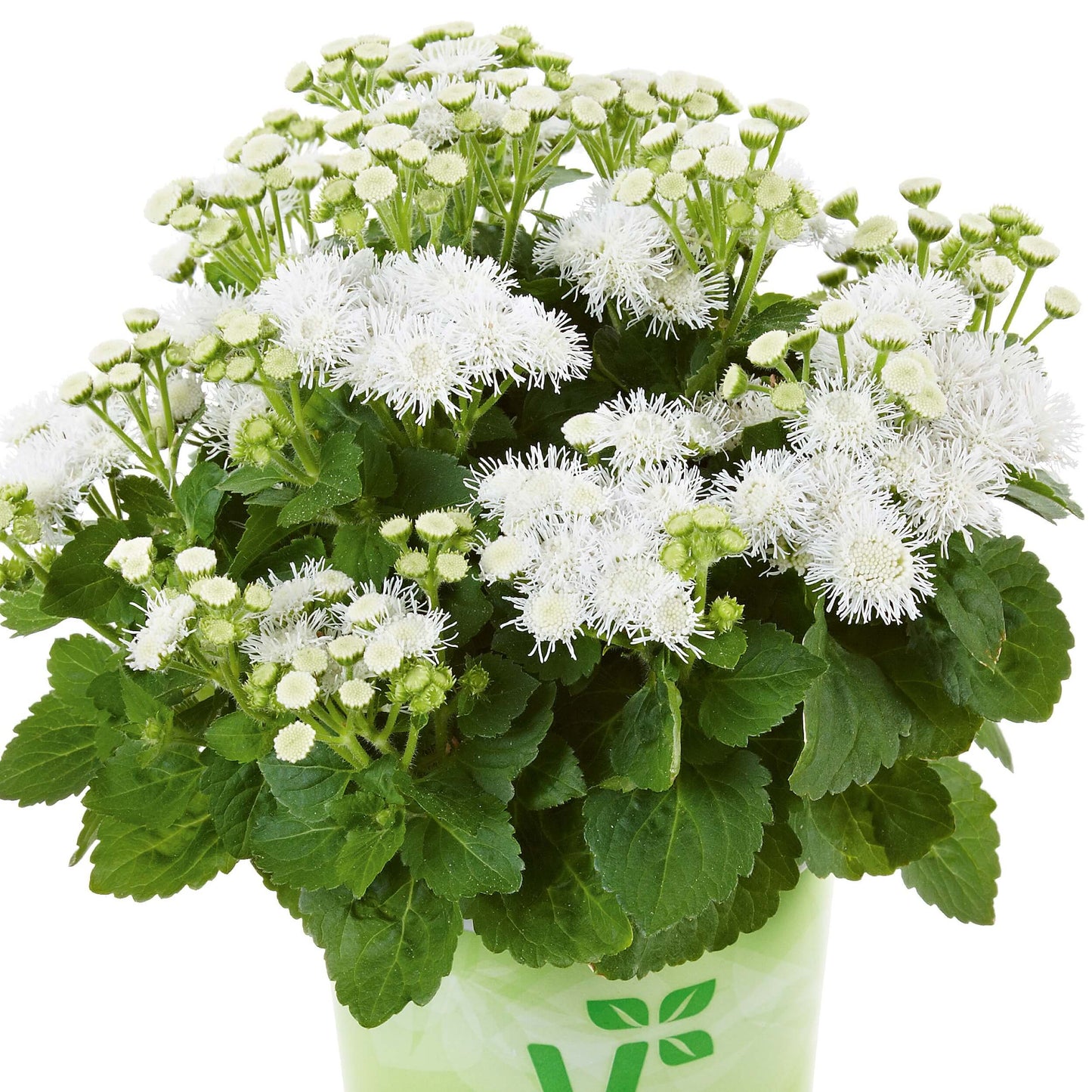 Leberbalsam (Ageratum houstonianum) weiß T12