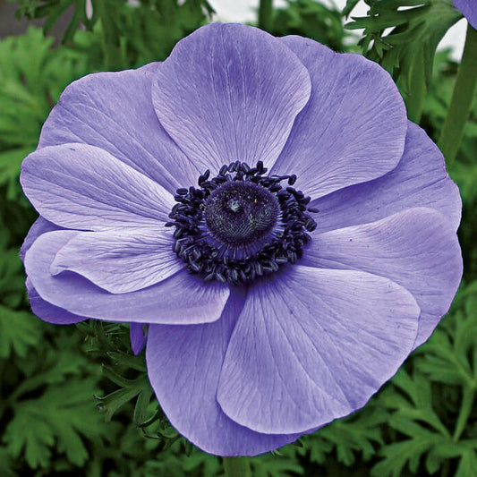 Kronen-Anemone (Anemone coronaria) 'Animo® in verschiedenen Farben