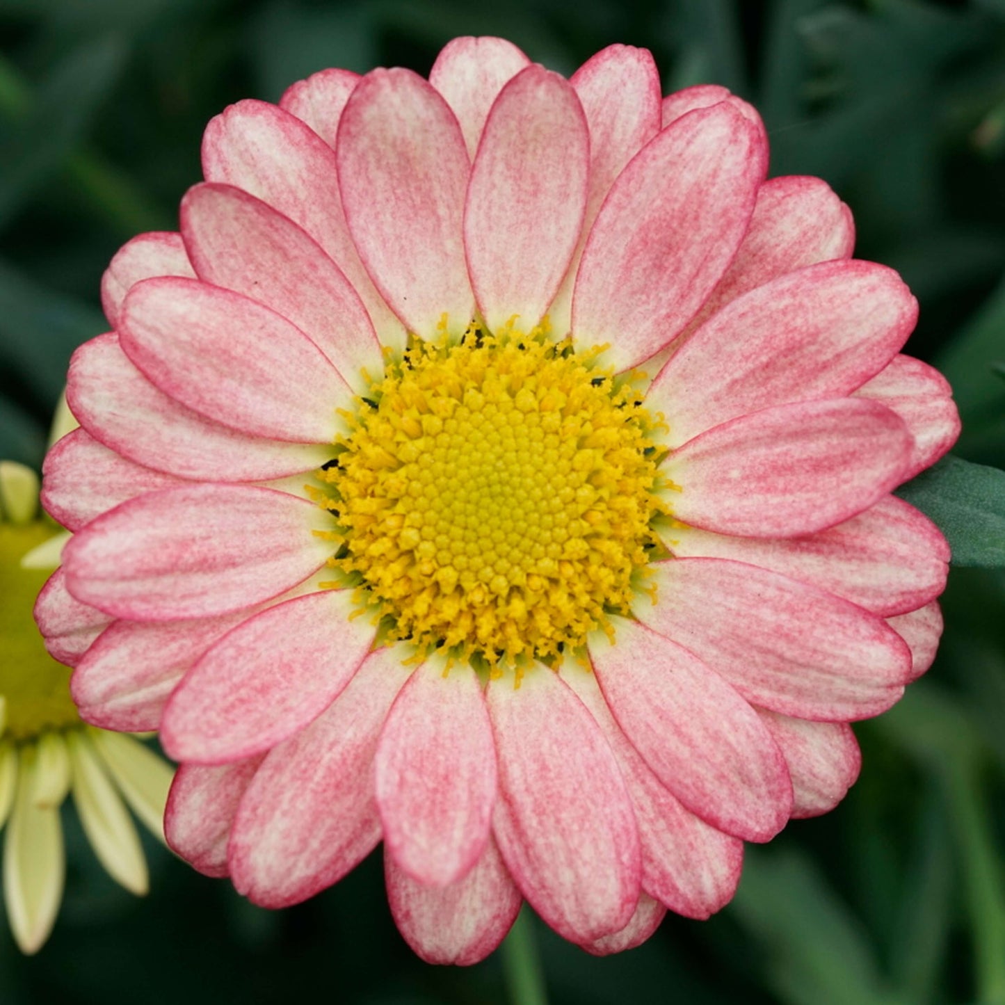 Strauchmargerite (Argyranthemum frutescens) 'Aramis® in verschiedenen Farben