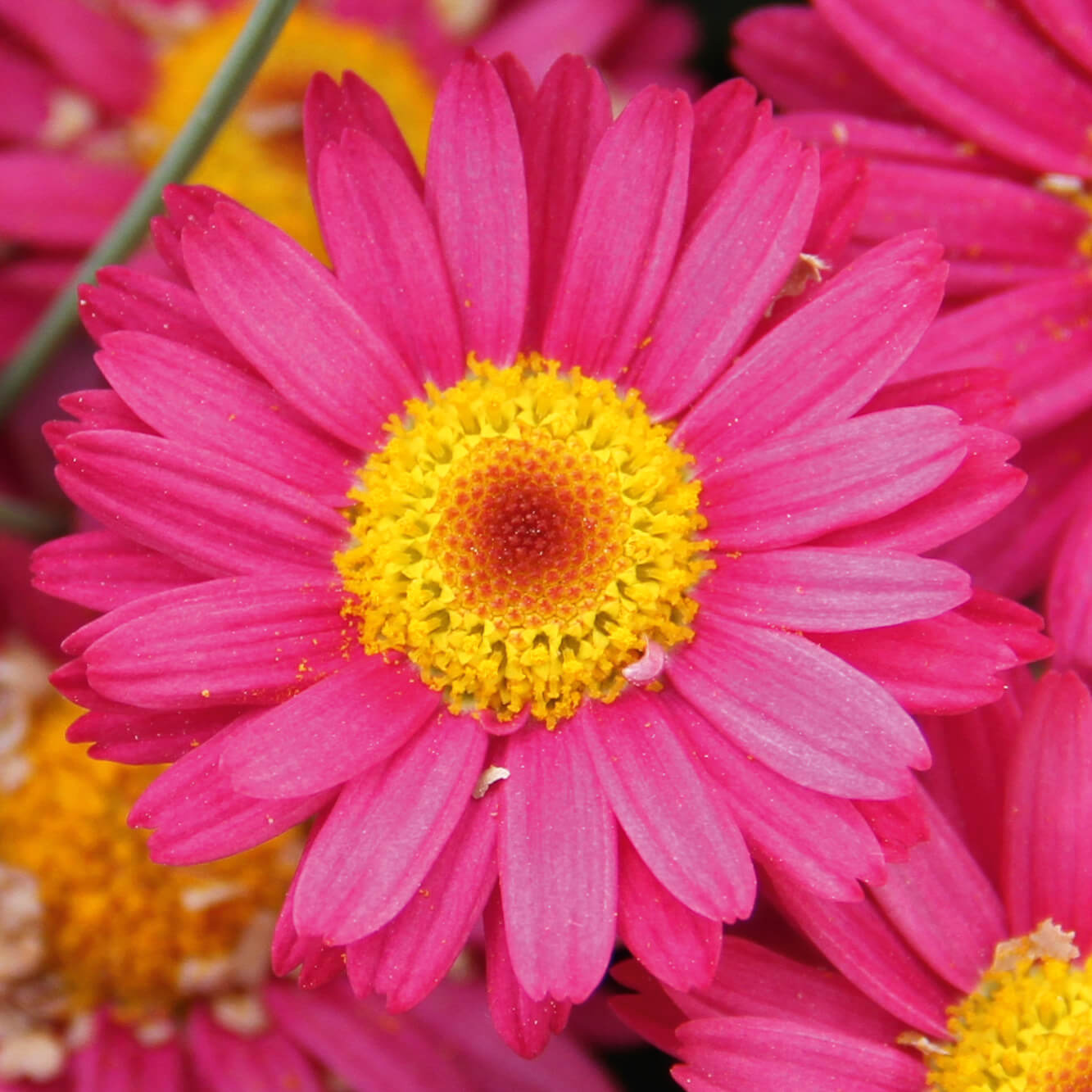 Strauchmargerite (Argyranthemum frutescens) 'Aramis® in verschiedenen Farben