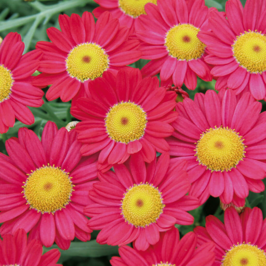 Strauchmargerite (Argyranthemum frutescens) 'Aramis® in verschiedenen Farben