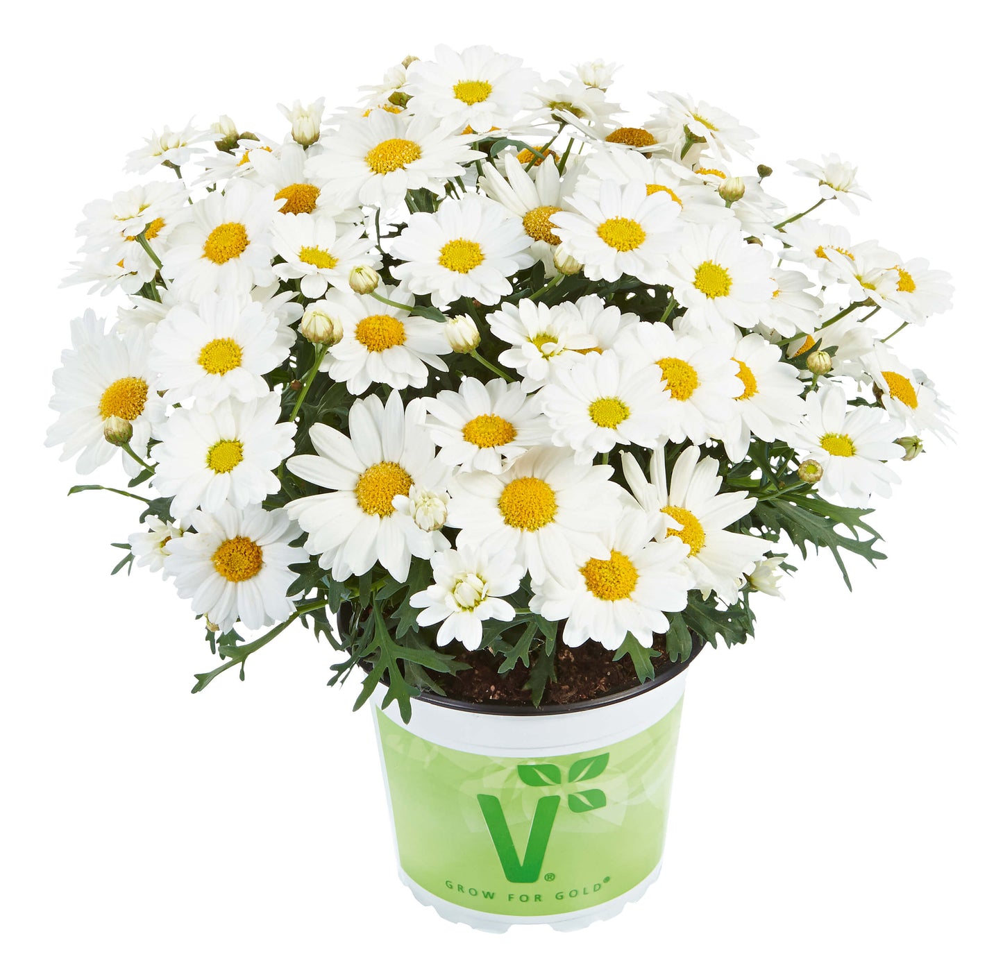 Strauchmargerite (Argyranthemum frutescens) 'Aramis® in verschiedenen Farben
