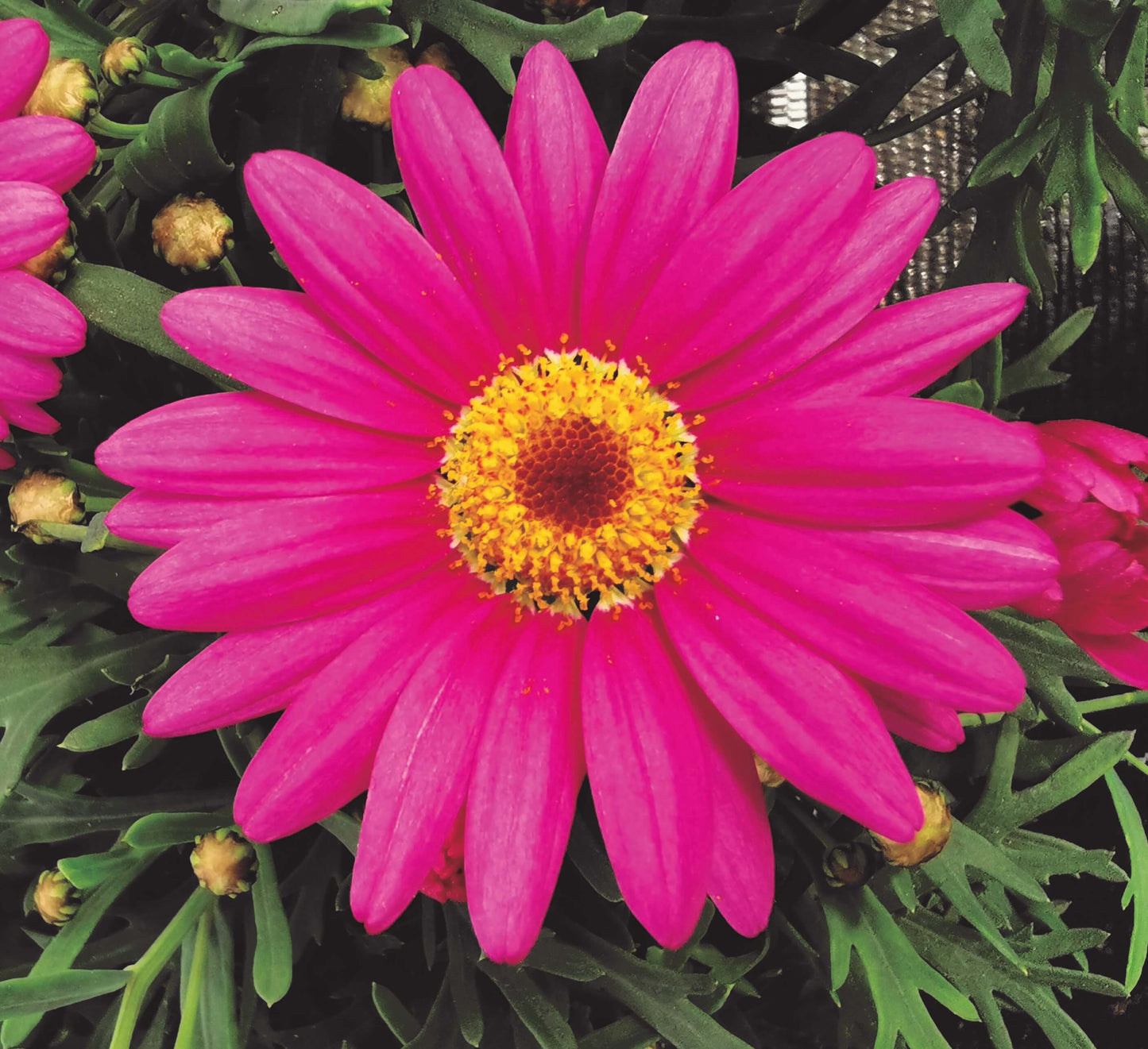 Strauchmargerite (Argyranthemum frutescens) 'Aramis® in verschiedenen Farben