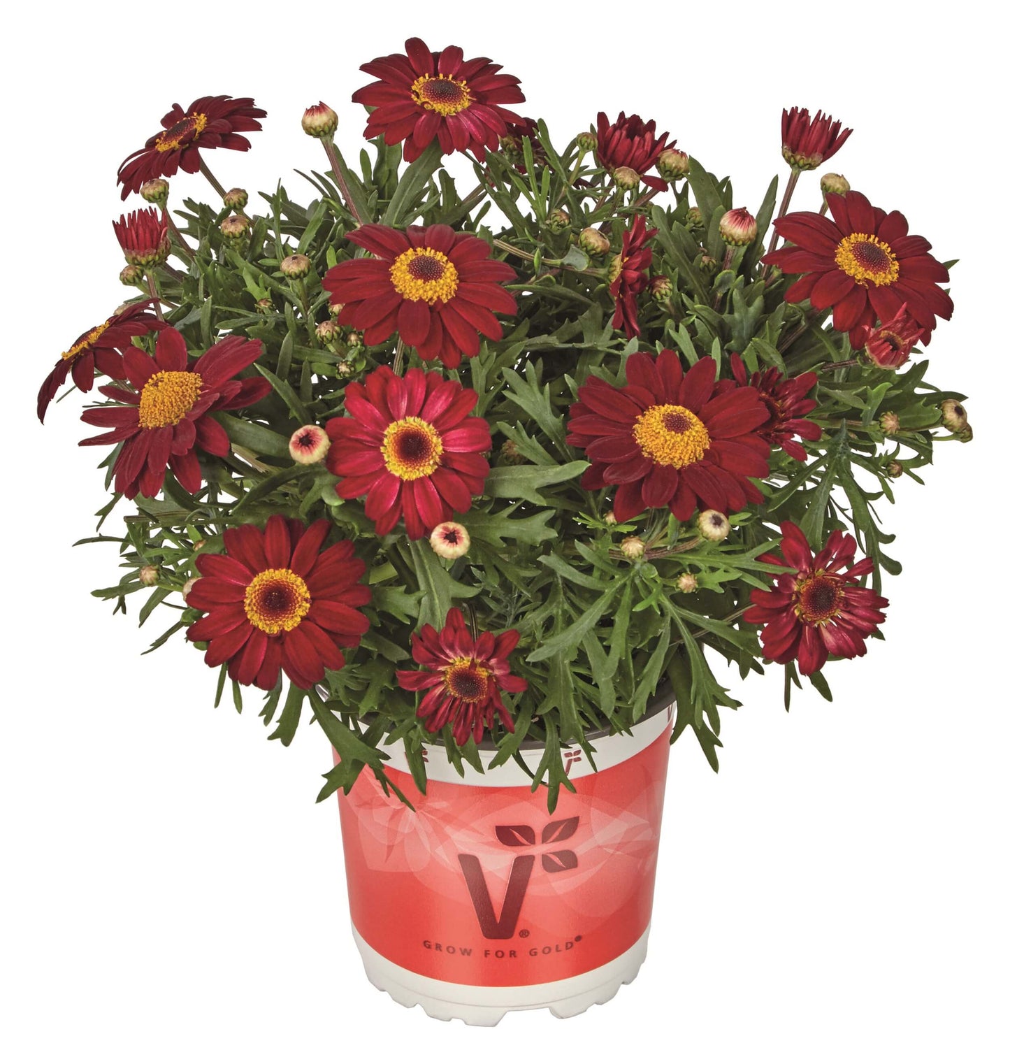 Strauchmargerite (Argyranthemum frutescens) 'Aramis® in verschiedenen Farben