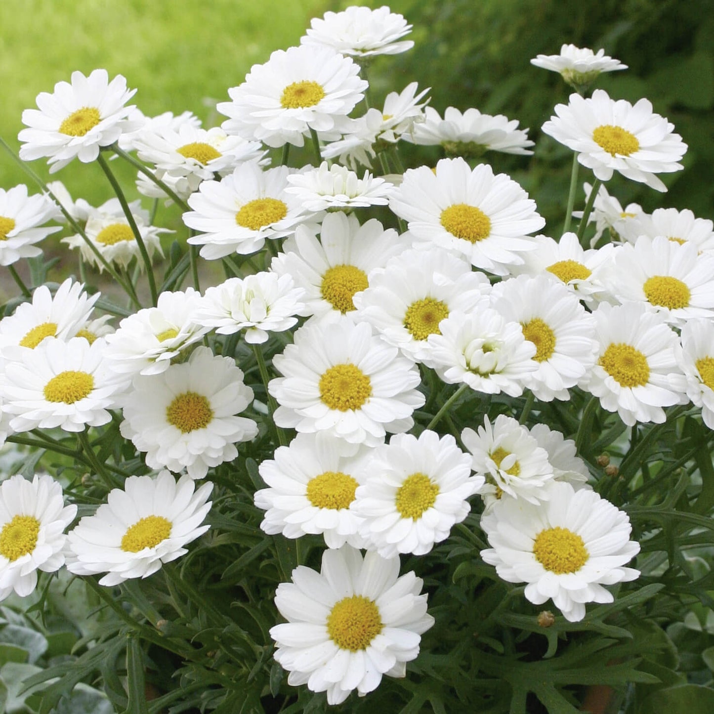 Strauchmargerite (Argyranthemum frutescens) 'Aramis® in verschiedenen Farben