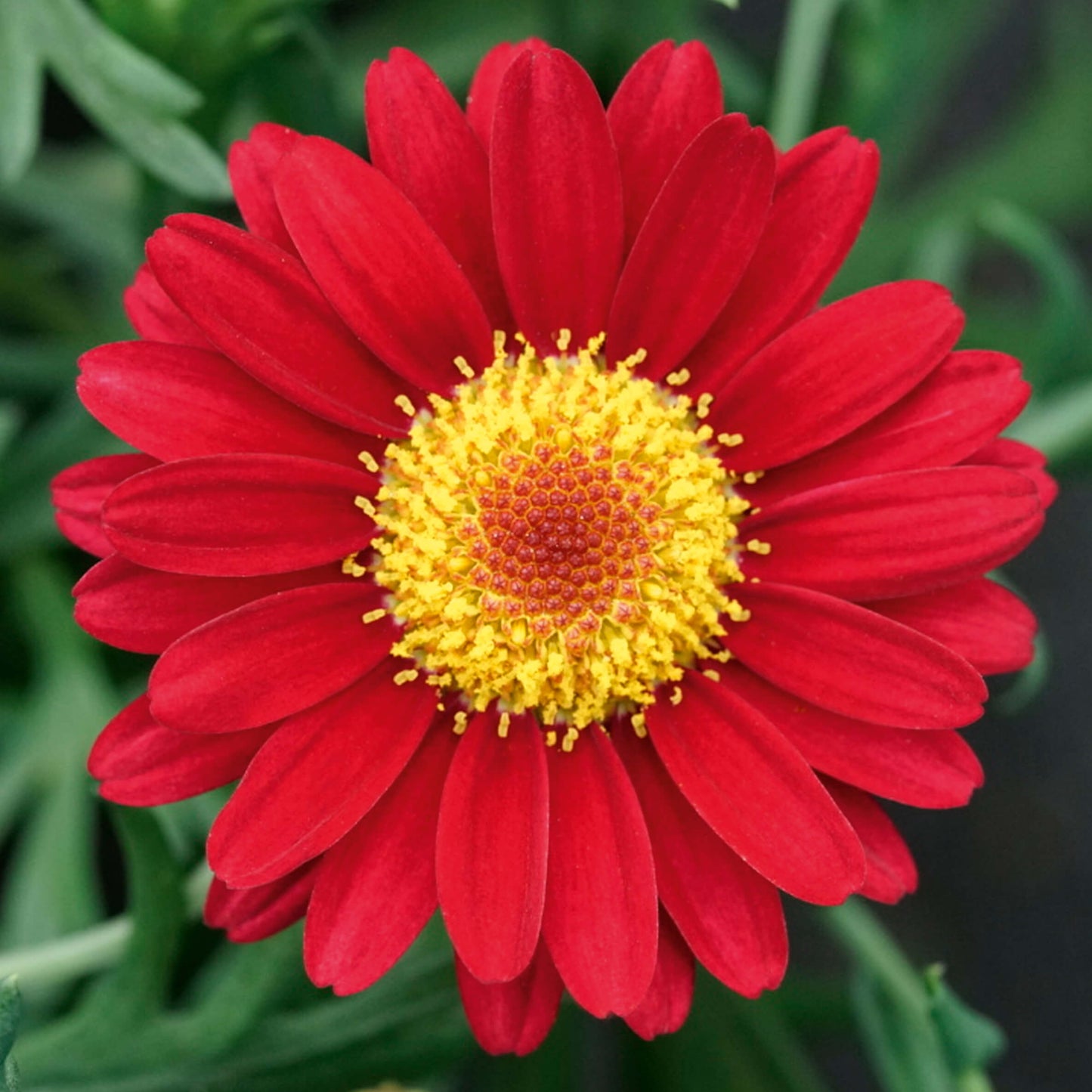 Strauchmargerite (Argyranthemum frutescens) 'Aramis® in verschiedenen Farben