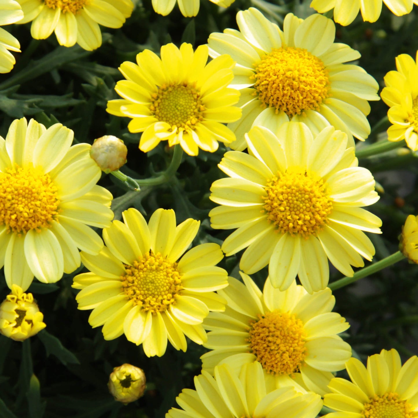 Strauchmargerite (Argyranthemum frutescens) 'Aramis® in verschiedenen Farben