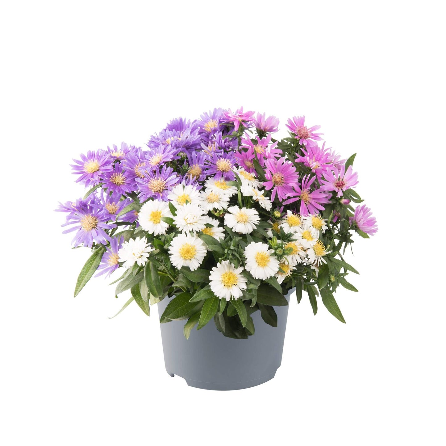 Herbst-Aster (Aster dumosus) 'Alpha®' in verschiedenen Farben - winterhart