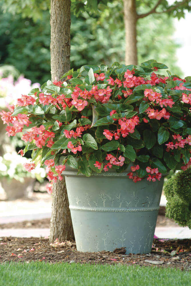 Drachenflügelbegonie (Begonia x hybrida) 'Dragon Wing®' in verschiedenen Farben
