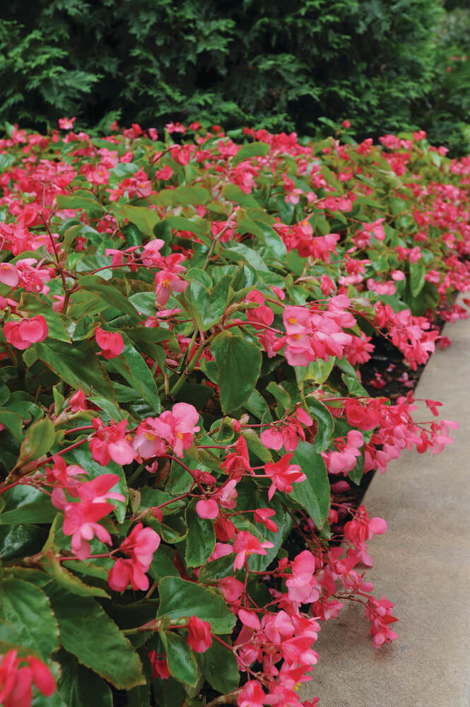 Drachenflügelbegonie (Begonia x hybrida) 'Dragon Wing®' in verschiedenen Farben