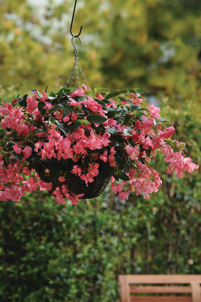 Drachenflügelbegonie (Begonia x hybrida) 'Dragon Wing®' in verschiedenen Farben