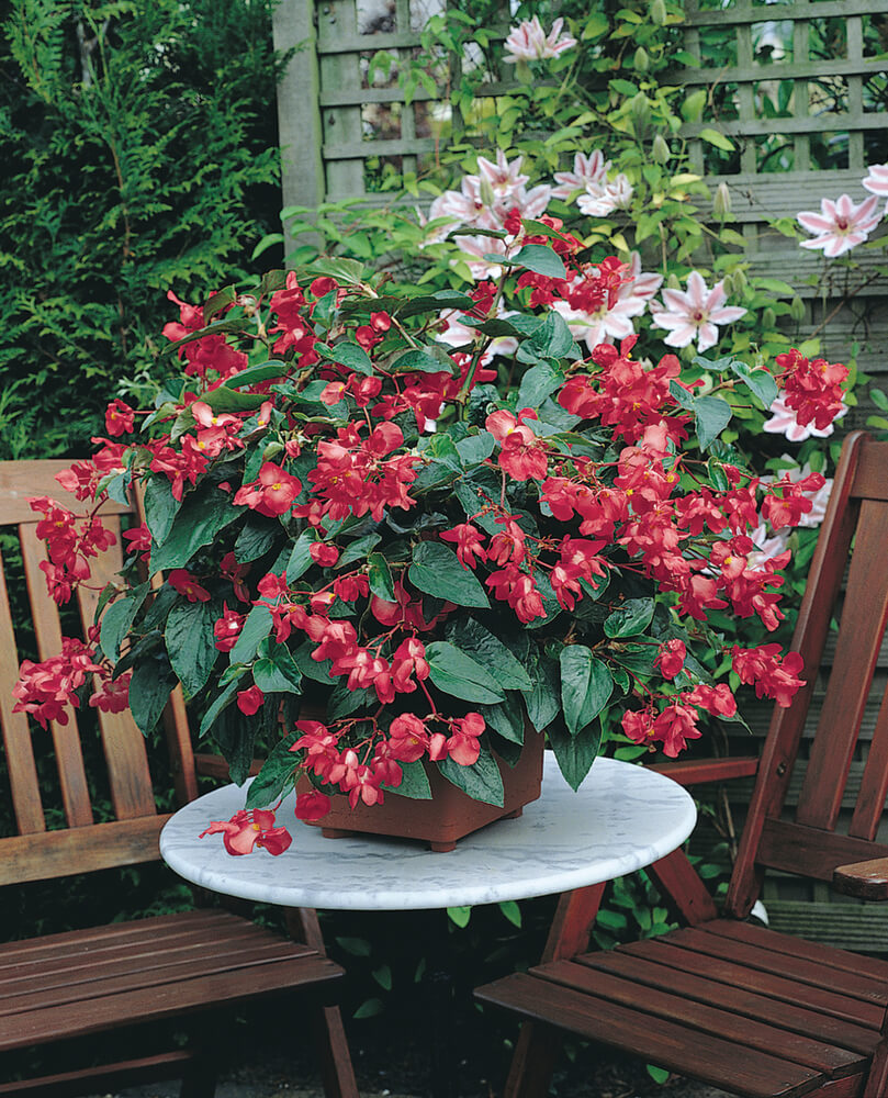 Drachenflügelbegonie (Begonia x hybrida) 'Dragon Wing®' in verschiedenen Farben