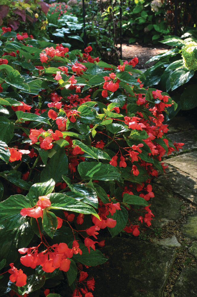 Drachenflügelbegonie (Begonia x hybrida) 'Dragon Wing®' in verschiedenen Farben