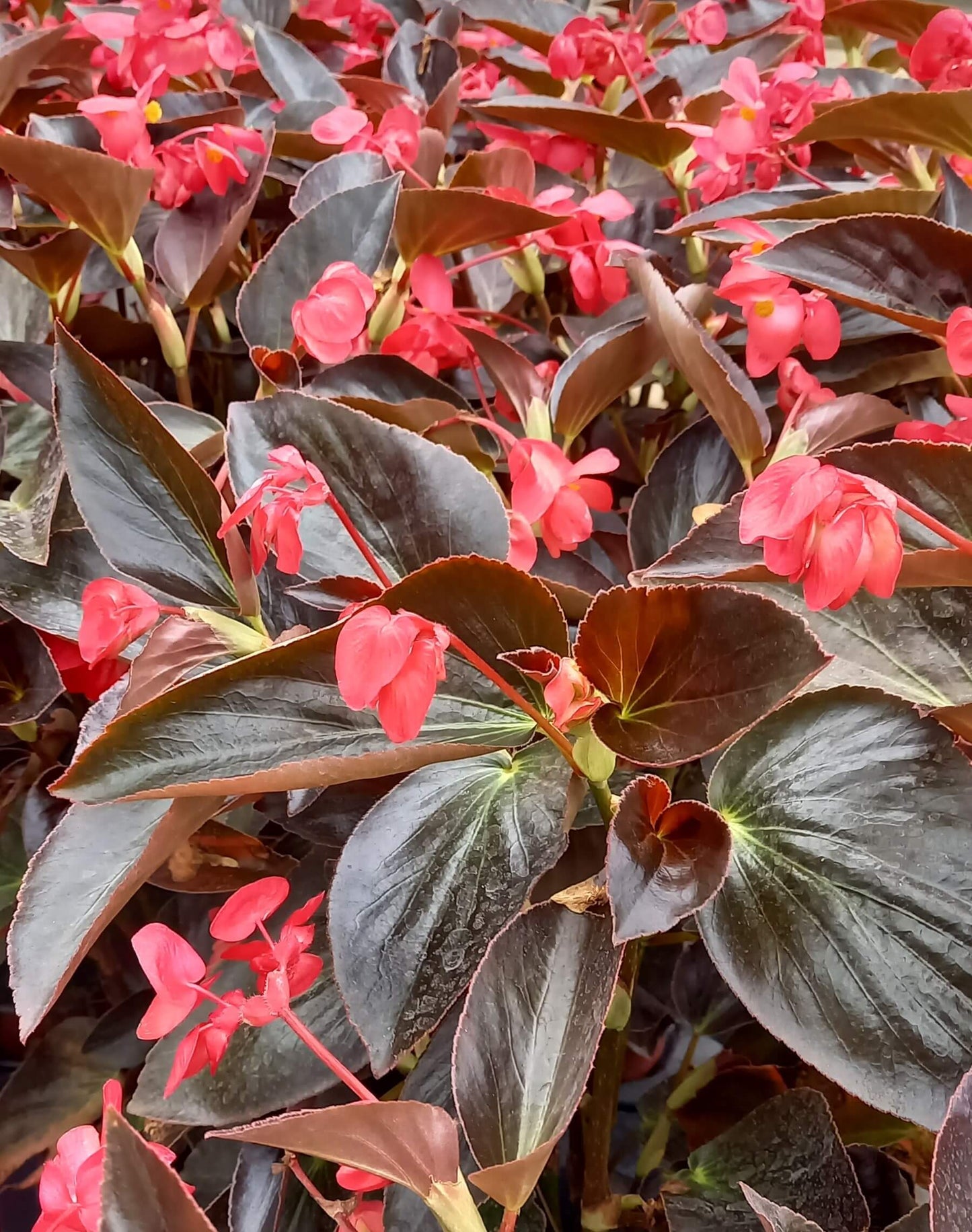 Drachenflügelbegonie (Begonia x hybrida) 'Dragon Wing®' in verschiedenen Farben