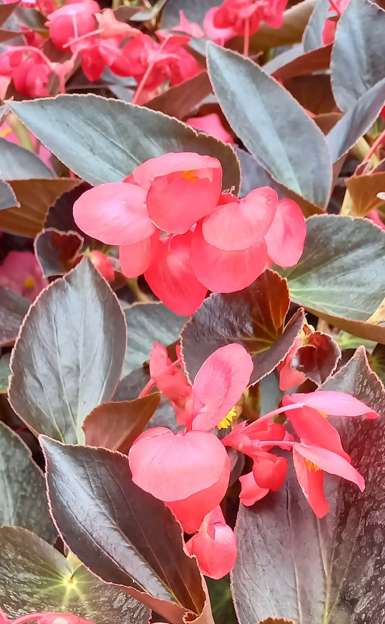 Drachenflügelbegonie (Begonia x hybrida) 'Dragon Wing®' in verschiedenen Farben