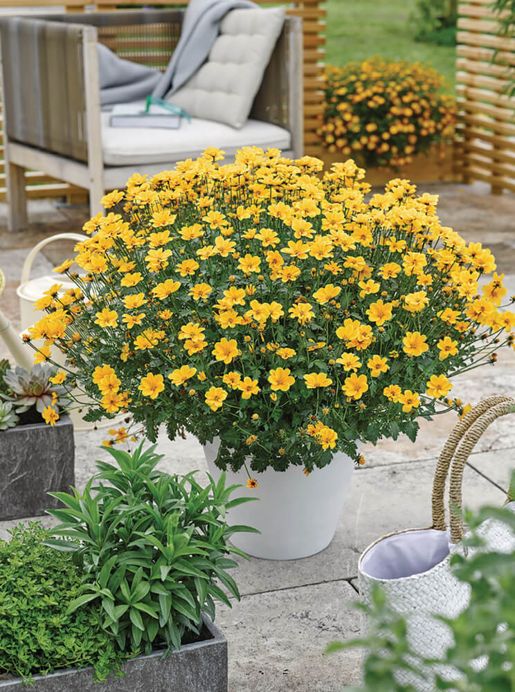 Zweizahn/ Goldmarie (Bidens ferulifolia) in verschiedenen Sorten