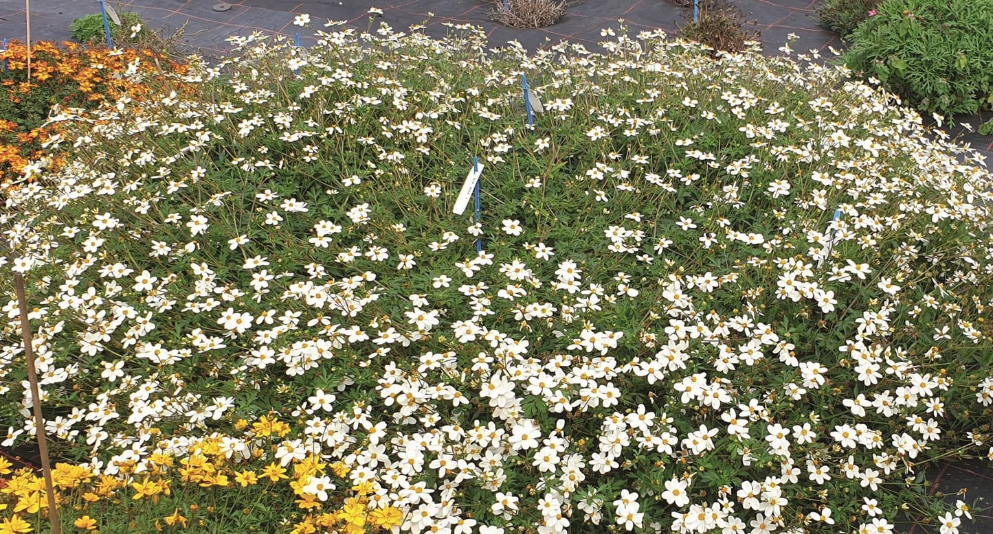Zweizahn/ Goldmarie (Bidens ferulifolia) in verschiedenen Sorten