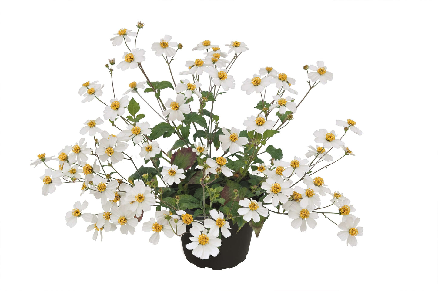Zweizahn/ Goldmarie (Bidens ferulifolia) im Spar-Set | 4 Stück