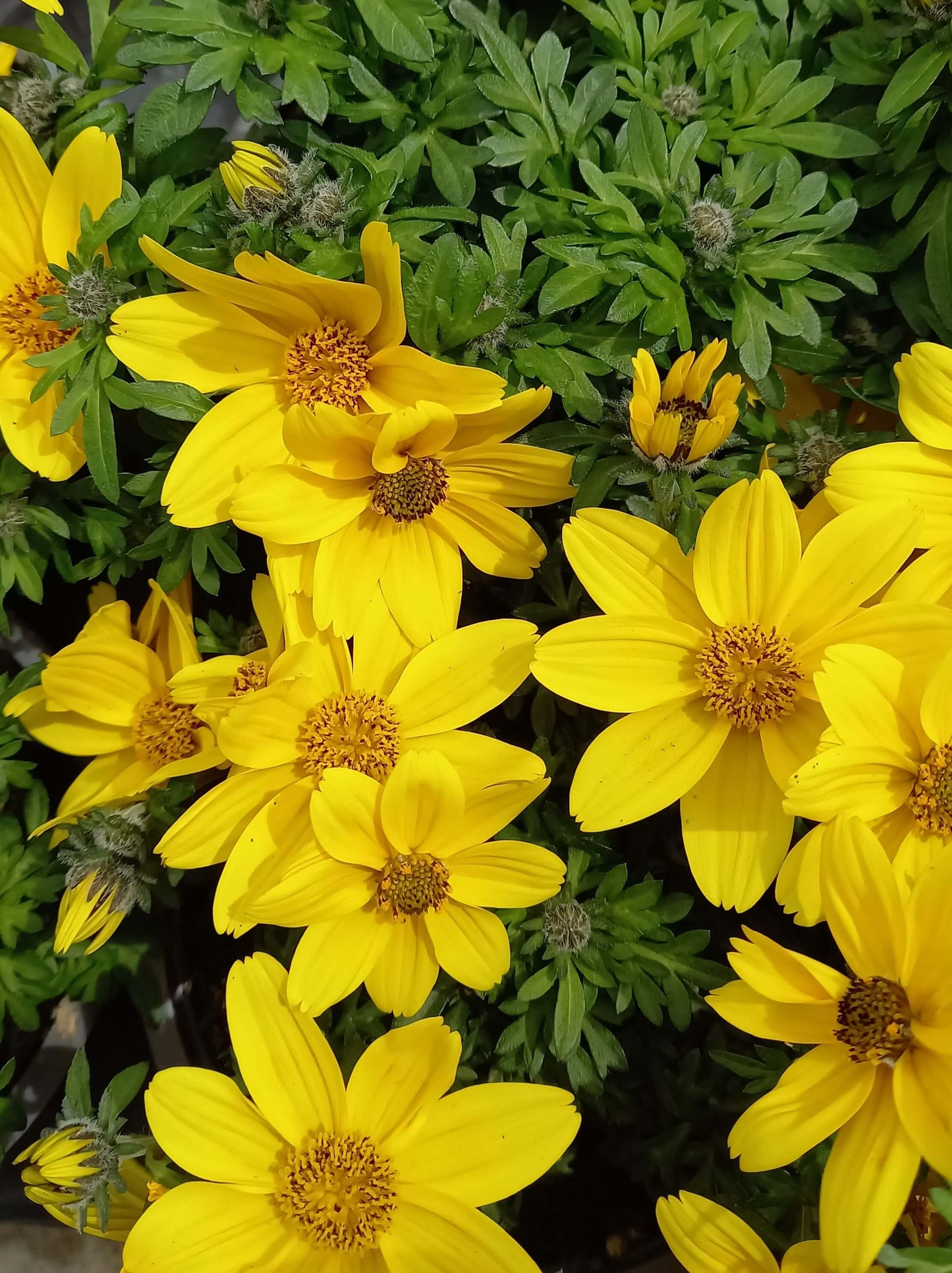 Zweizahn/ Goldmarie (Bidens ferulifolia) im Spar-Set | 4 Stück