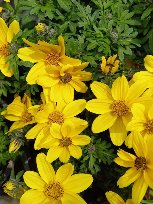 Zweizahn/ Goldmarie (Bidens ferulifolia) im Spar-Set | 4 Stück