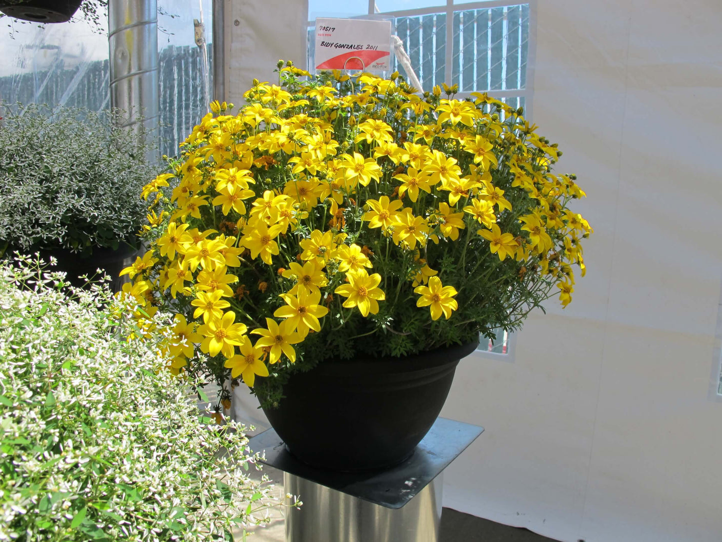Zweizahn/ Goldmarie (Bidens ferulifolia) 'Yellow' T12, großblumig