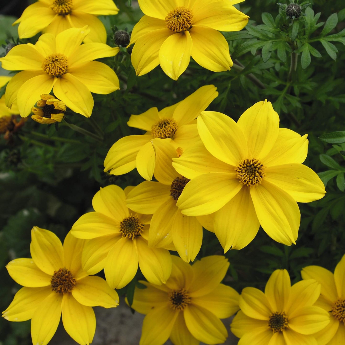Zweizahn/ Goldmarie (Bidens ferulifolia) 'Yellow' T12, großblumig