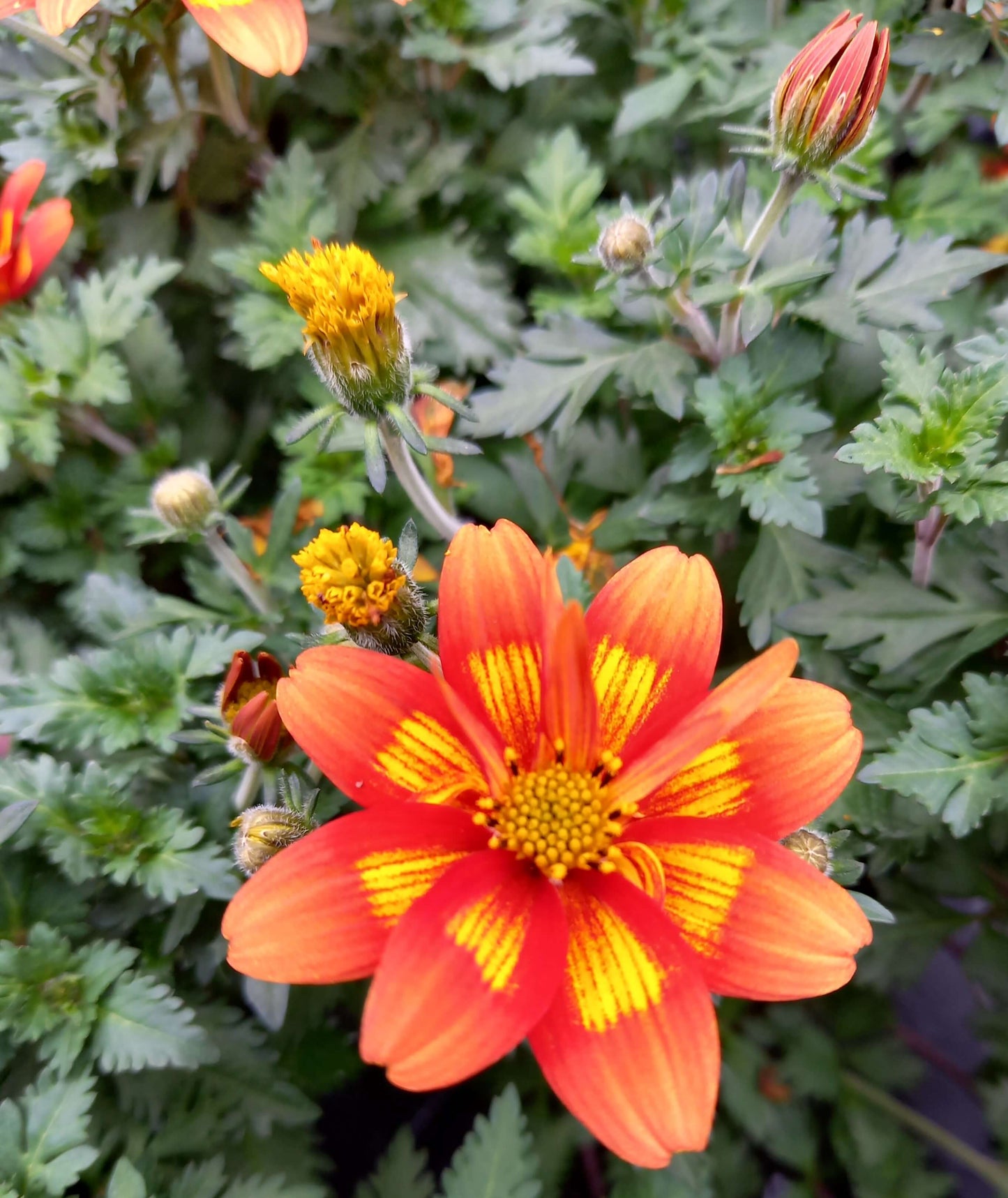 Zweizahn/ Goldmarie (Bidens ferulifolia) in verschiedenen Sorten