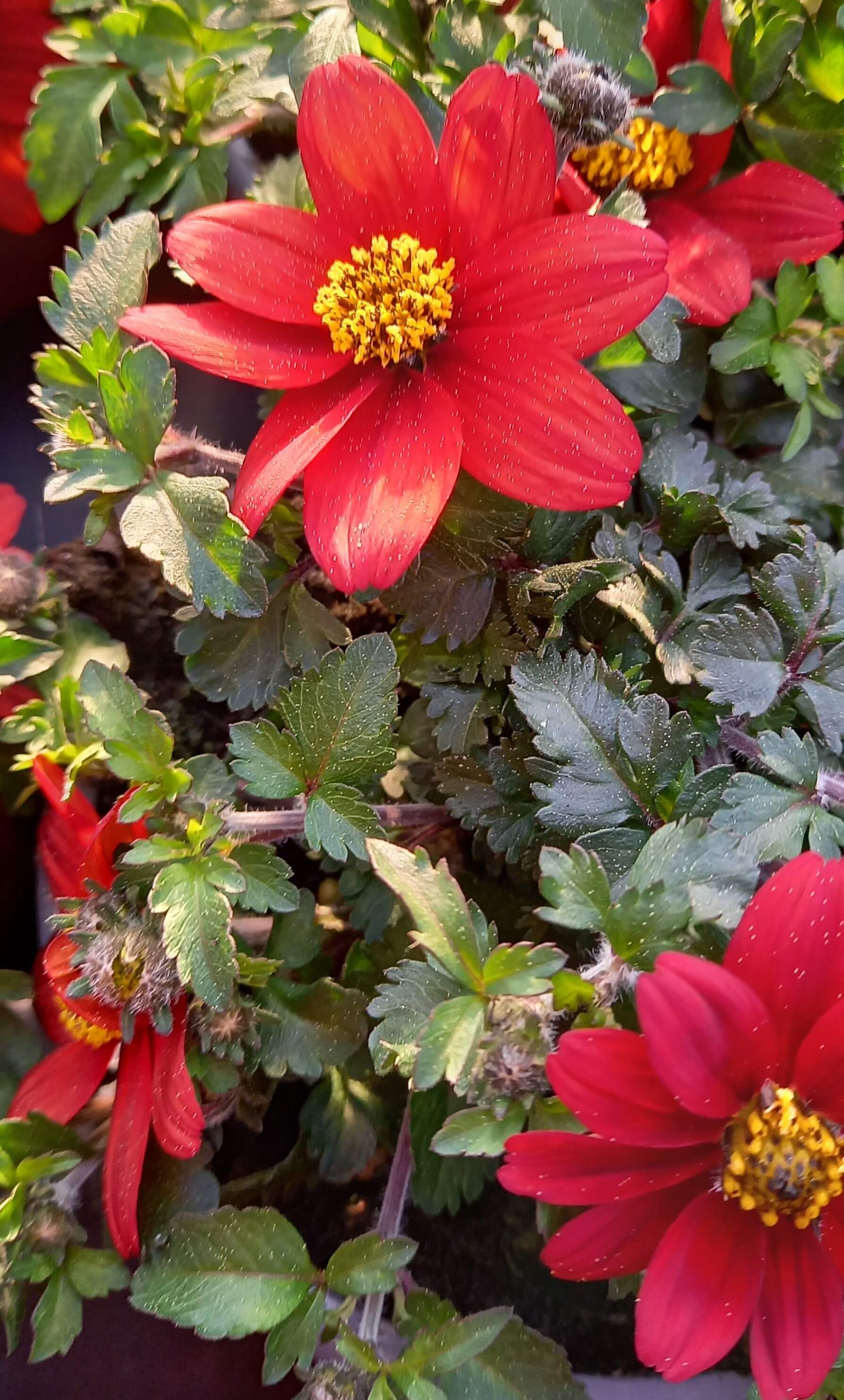 Zweizahn/ Goldmarie (Bidens ferulifolia) in verschiedenen Sorten