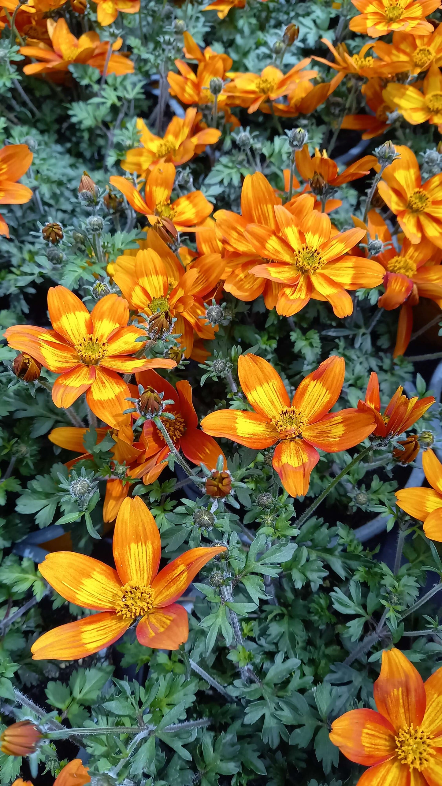 Zweizahn/ Goldmarie (Bidens ferulifolia) in verschiedenen Sorten