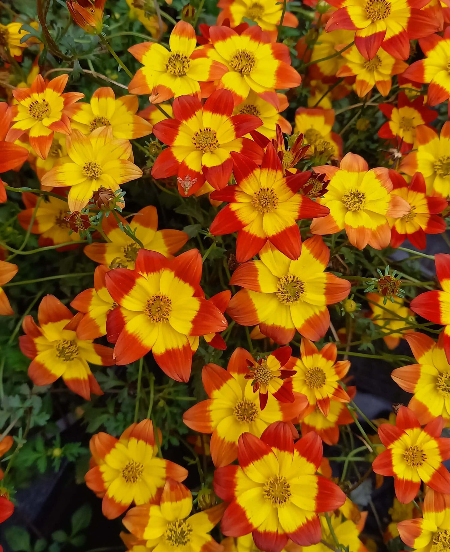 Zweizahn/ Goldmarie (Bidens ferulifolia) in verschiedenen Sorten