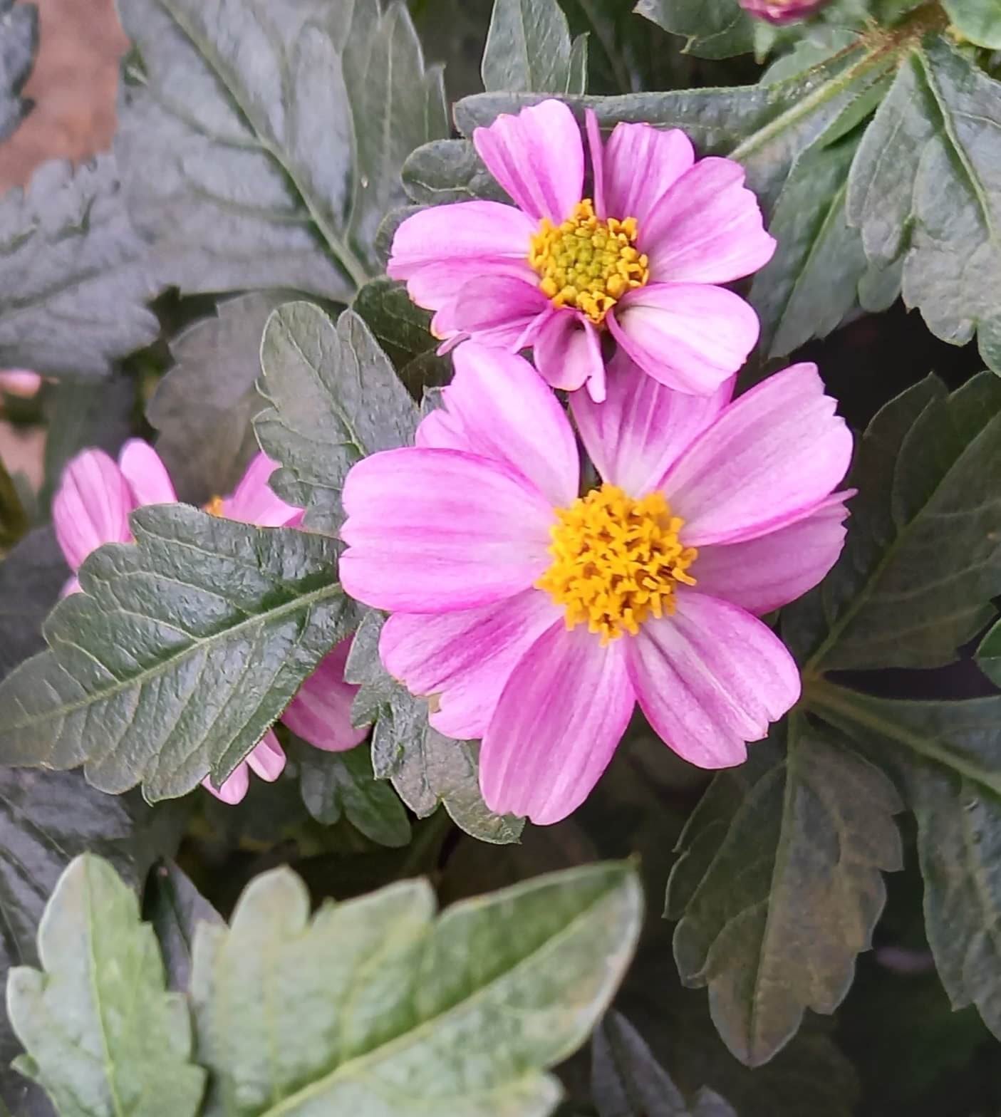 Zweizahn/ Goldmarie (Bidens ferulifolia) in verschiedenen Sorten