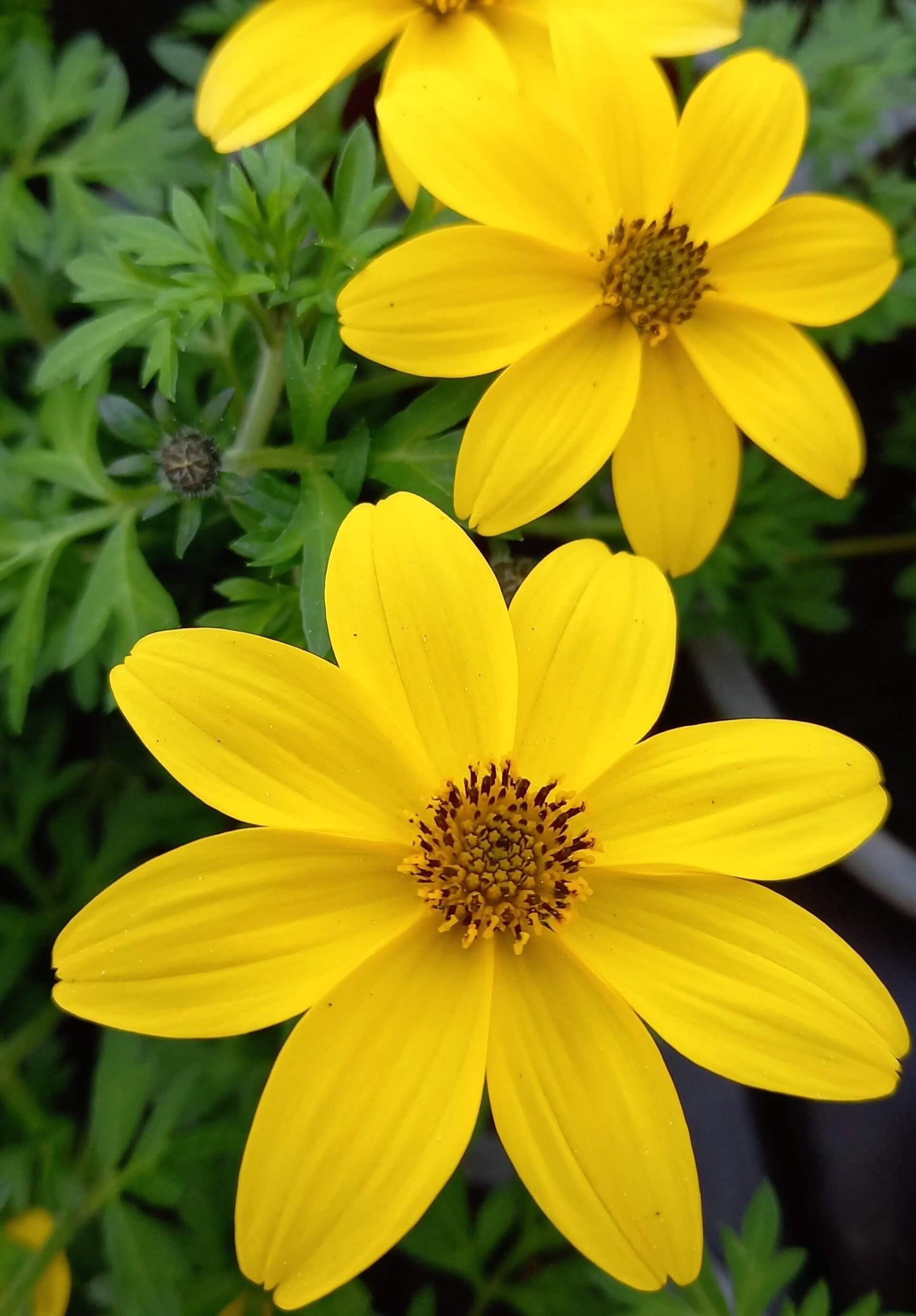 Zweizahn/ Goldmarie (Bidens ferulifolia) 'Yellow' T12, großblumig