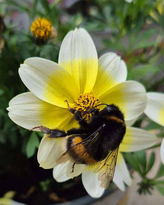 Zweizahn/ Goldmarie (Bidens ferulifolia) in verschiedenen Sorten