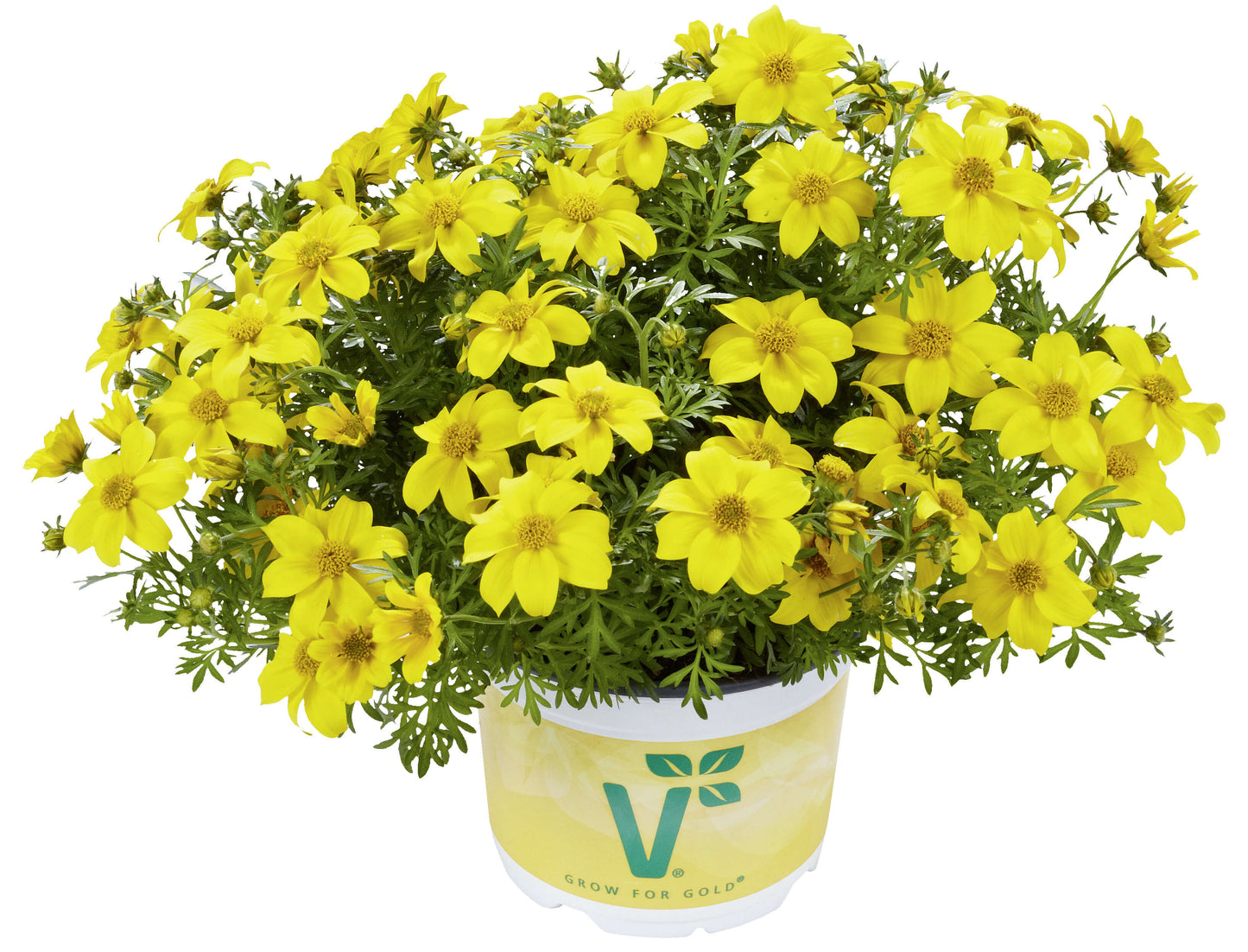 Zweizahn/ Goldmarie (Bidens ferulifolia) im Spar-Set | 4 Stück