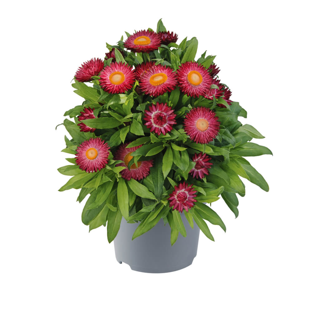 Strohblume (Bracteantha) 'Crispy'