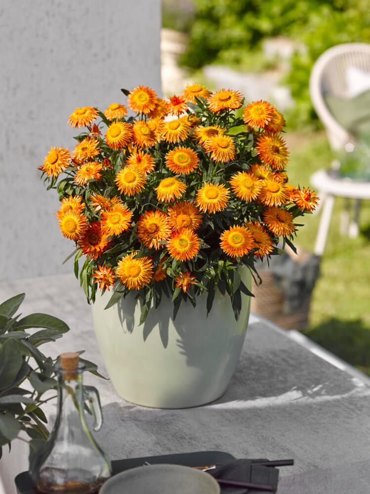Strohblume (Bracteantha) 'Crispy'