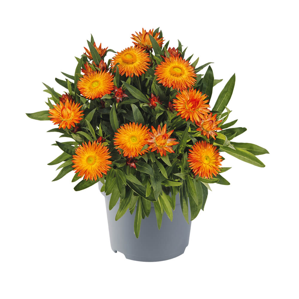 Strohblume (Bracteantha) 'Crispy'