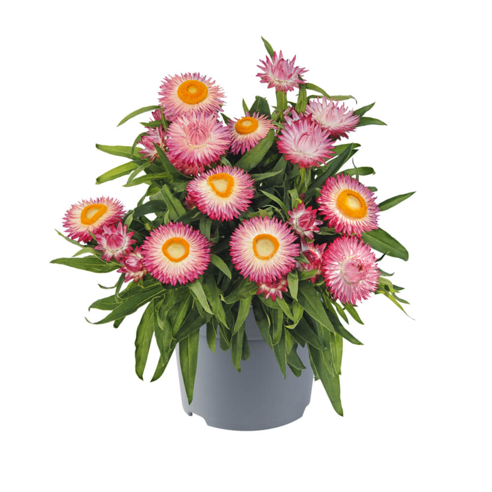 Strohblume (Bracteantha) 'Crispy'