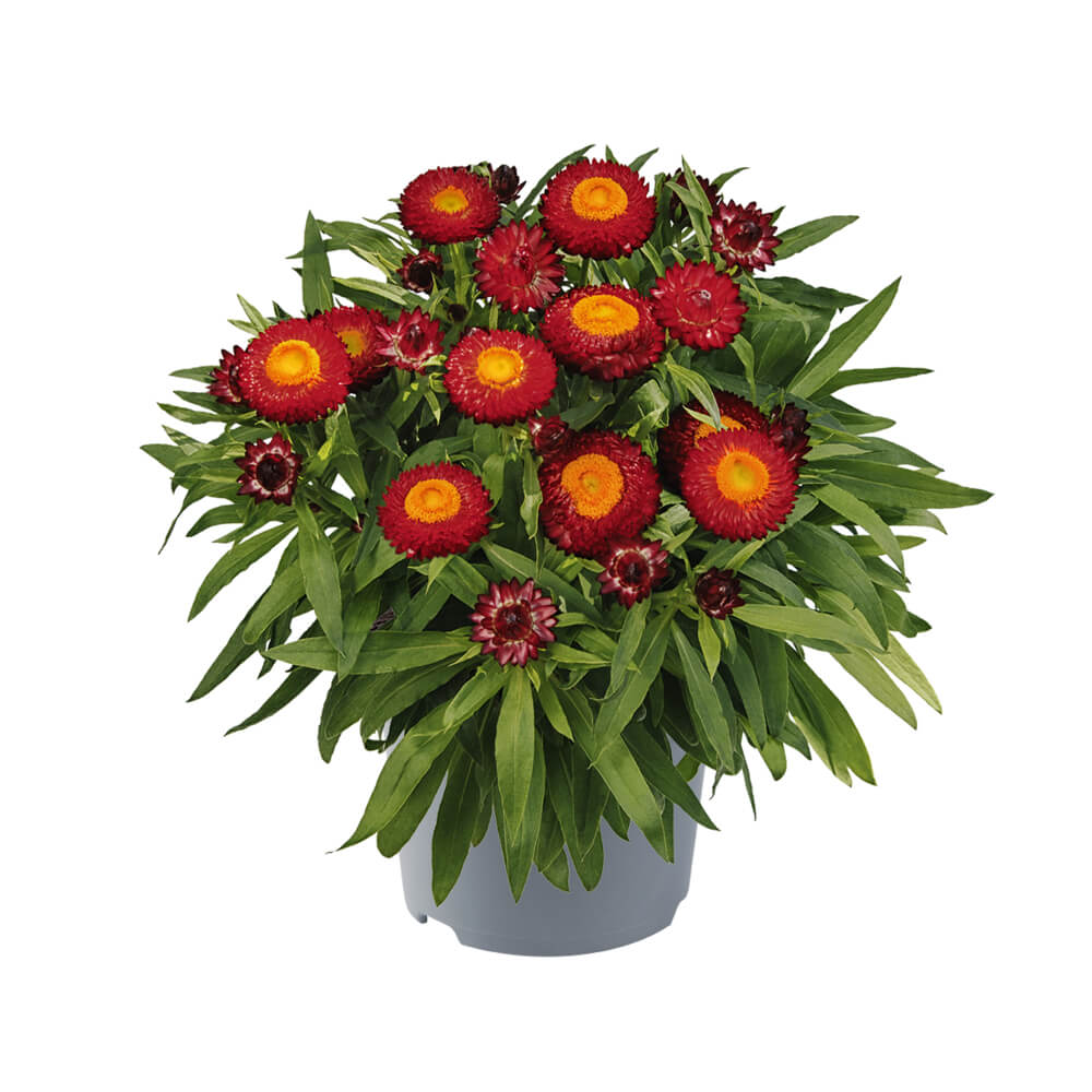 Strohblume (Bracteantha) 'Crispy'