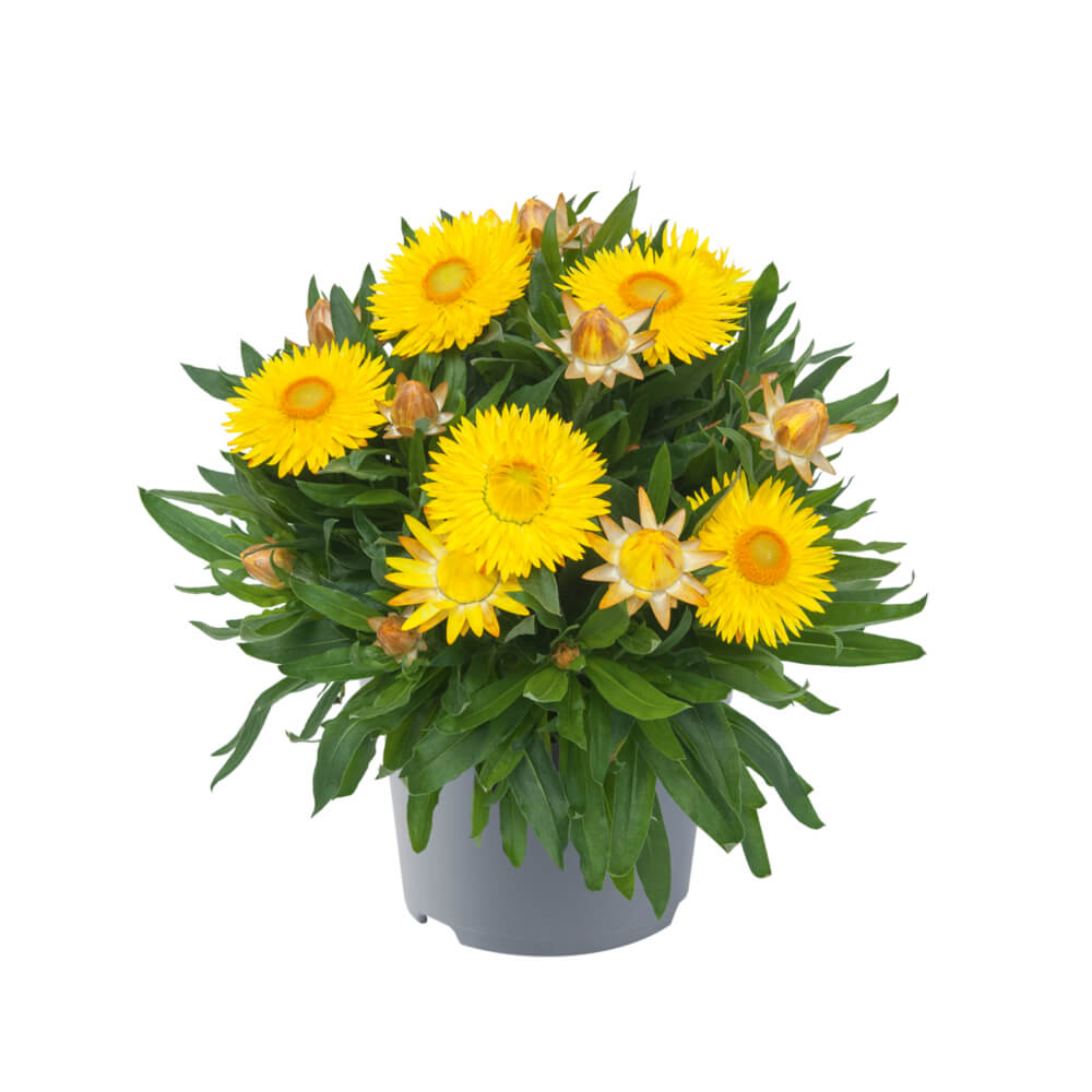 Strohblume (Bracteantha) 'Crispy'