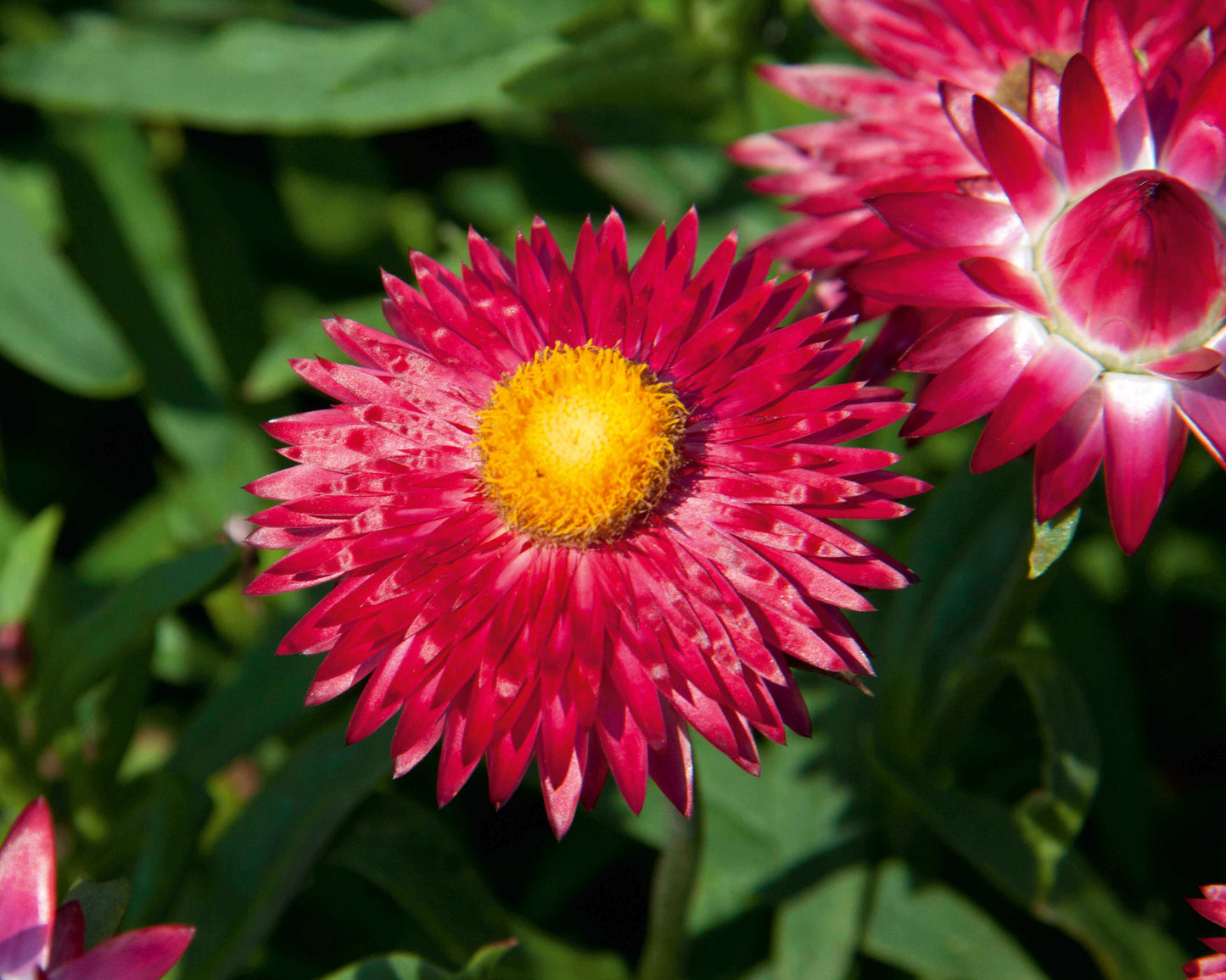 Strohblume (Bracteantha) 'Mohave®'