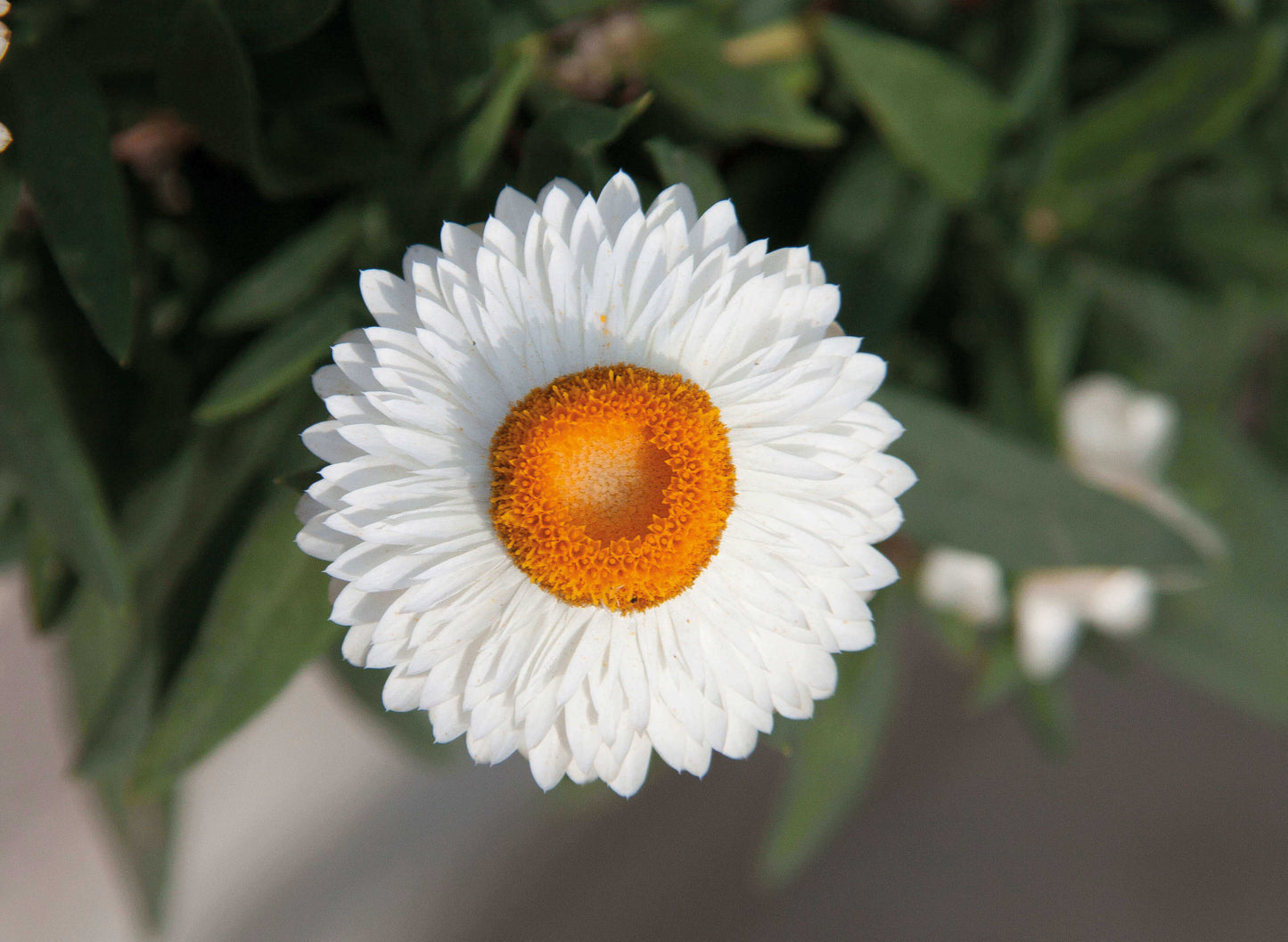 Strohblume (Bracteantha) 'Mohave®'