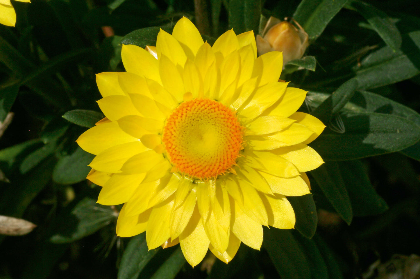 Strohblume (Bracteantha) 'Mohave®'