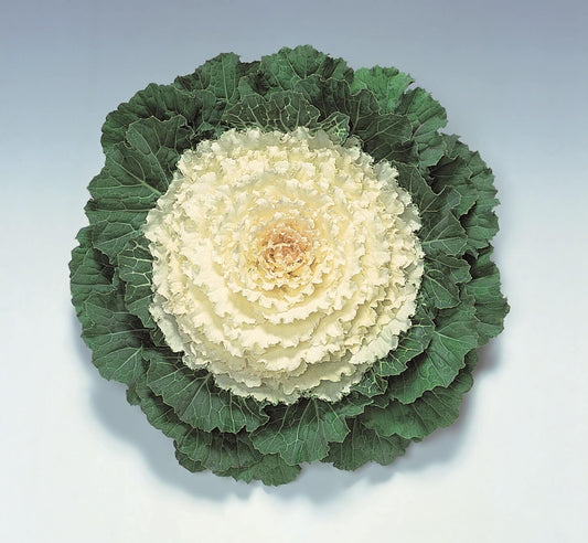 Zierkohl (Brassica oleracea) 'Attraction' in verschiedenen Farben
