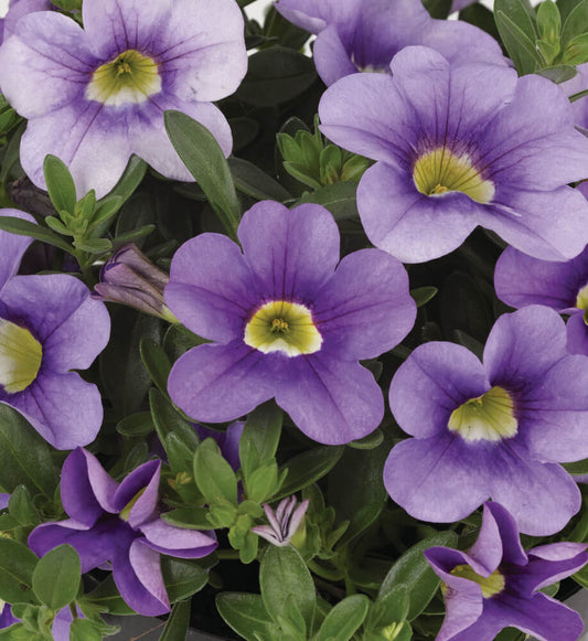 Zauberglöckchen (Calibrachoa) im Spar-Set | 4 Stück