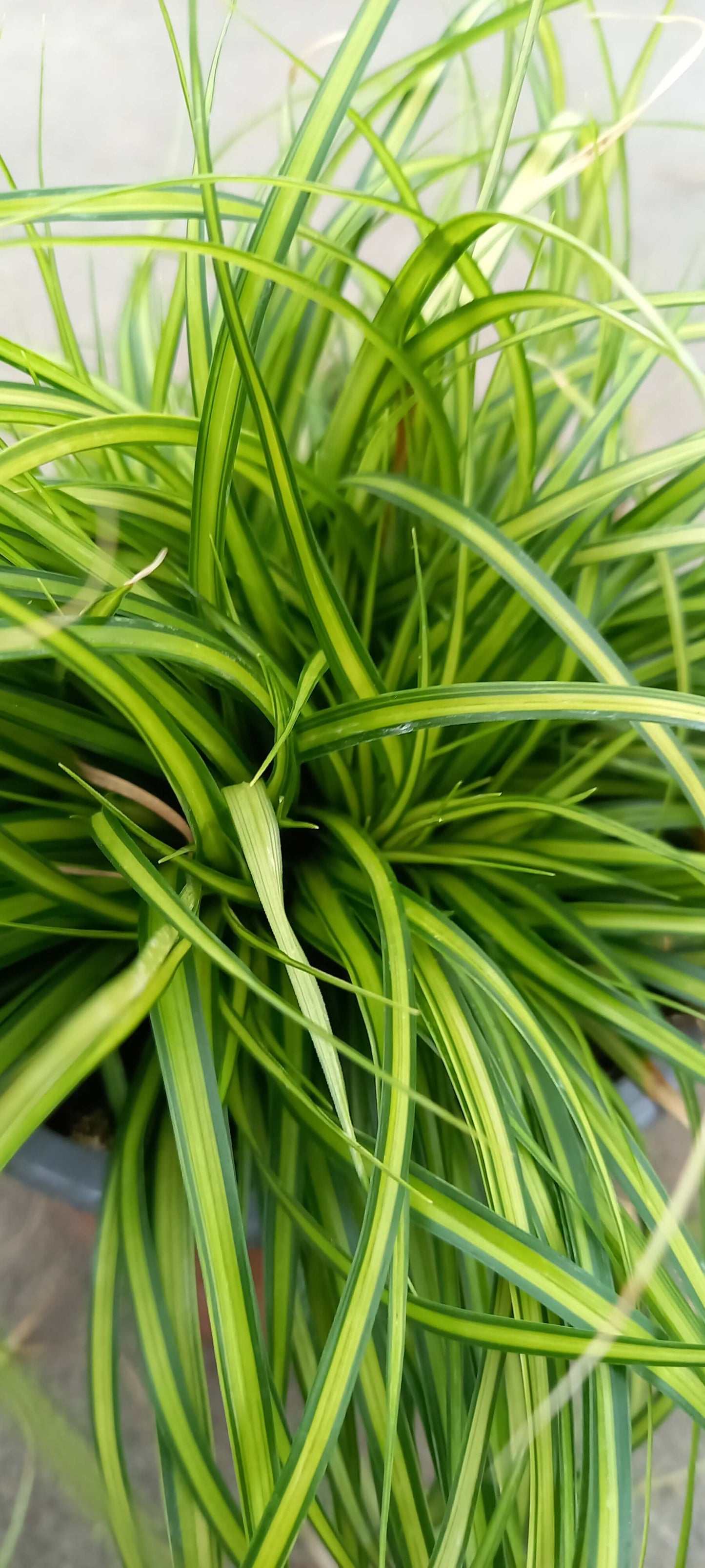 Goldsegge (Carex oschimensis) 'Eversheen' T11/12 - winterhart