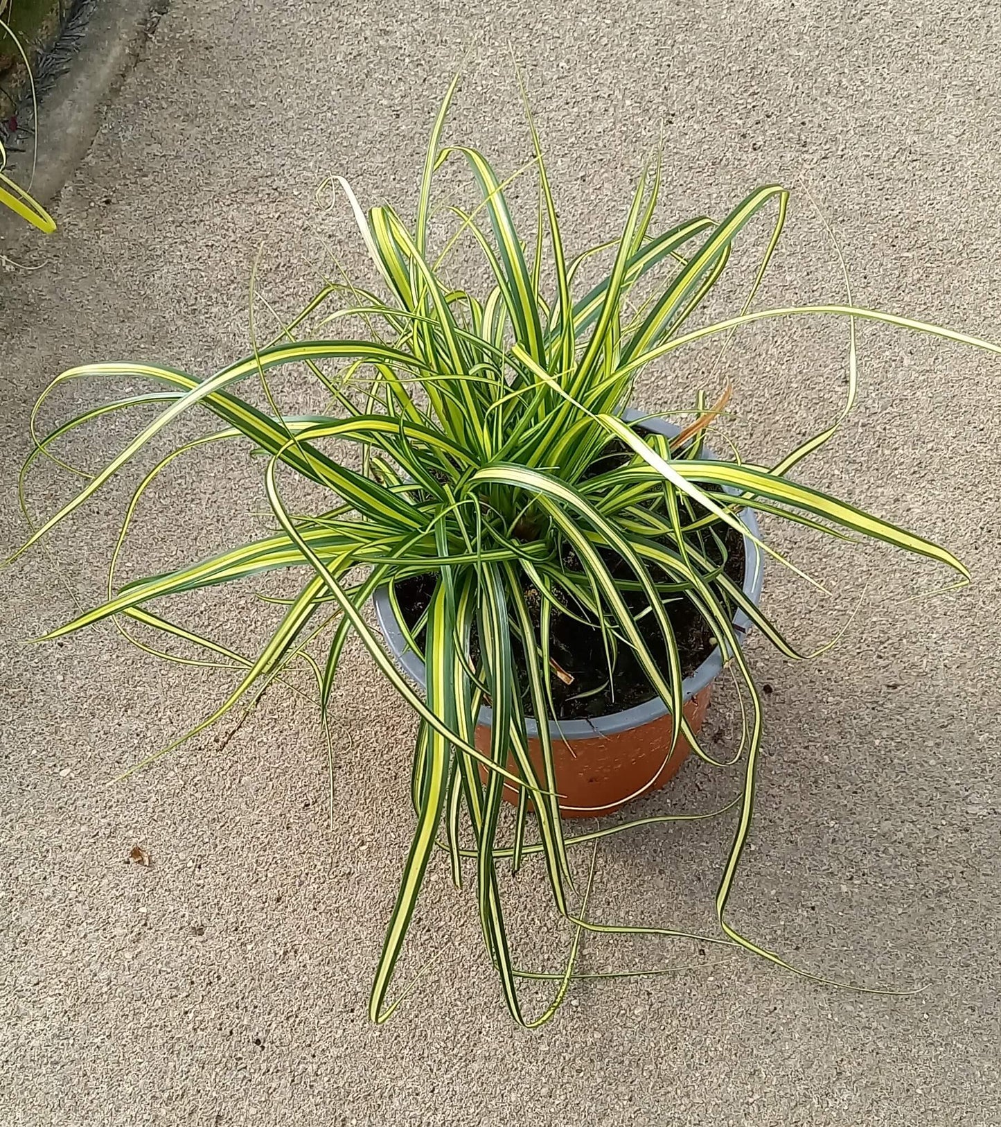 Goldsegge (Carex oschimensis) 'Eversheen' T11/12 - winterhart