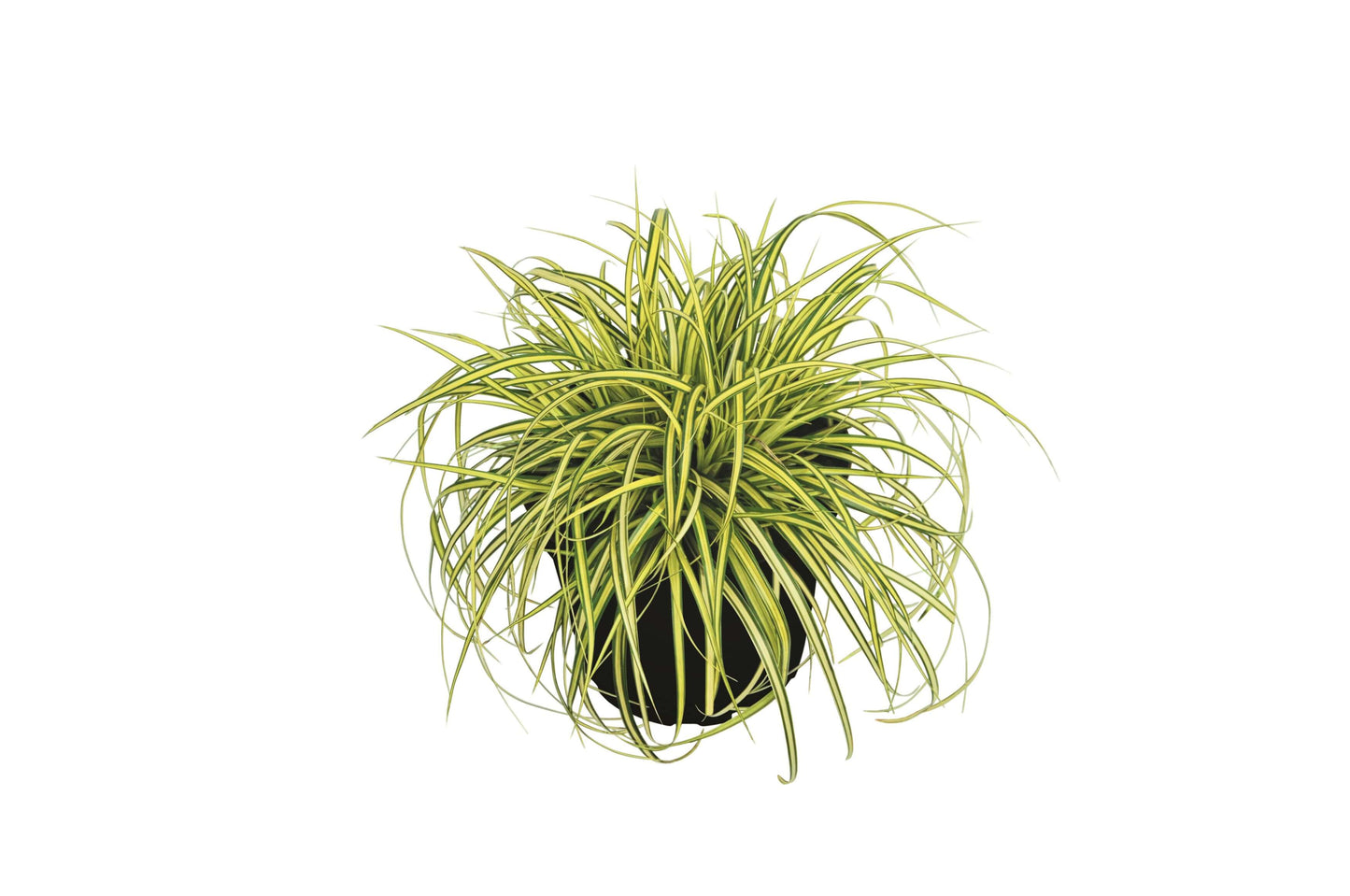 Goldsegge (Carex oschimensis) 'Eversheen' T11/12 - winterhart