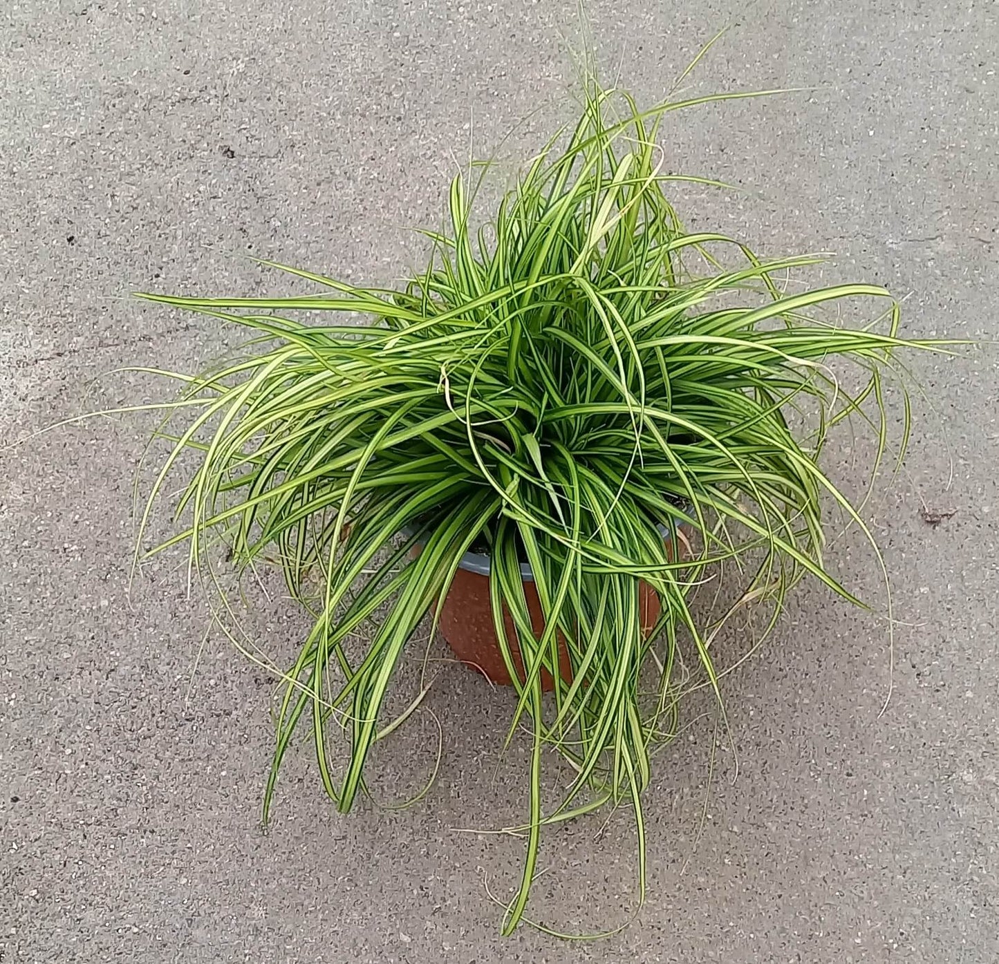 Goldsegge (Carex oschimensis) 'Eversheen' T11/12 - winterhart