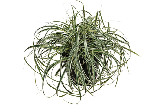 Buntblättrige Segge (Carex x cultorum) 'Feather Falls' T11/12 - winterhart